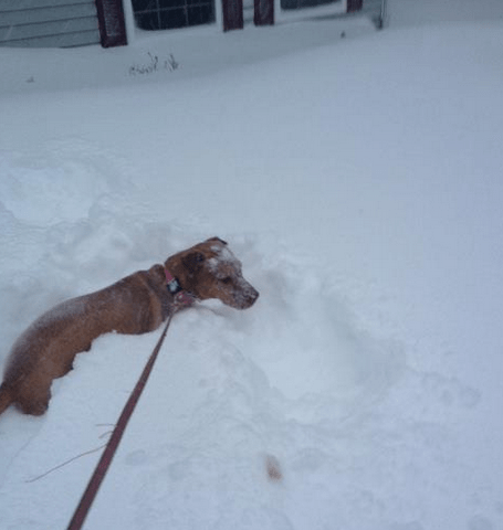 The snow was over Harley's head so she enjoyed it for about 0 seconds before begging to be let inside. 