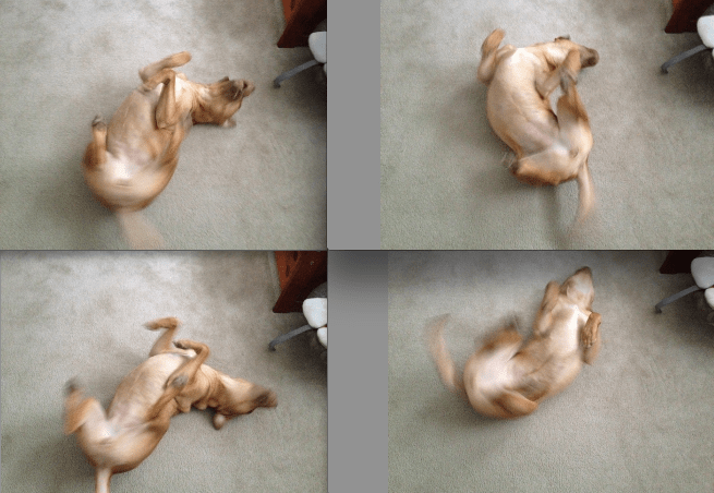 Harley being a weasel