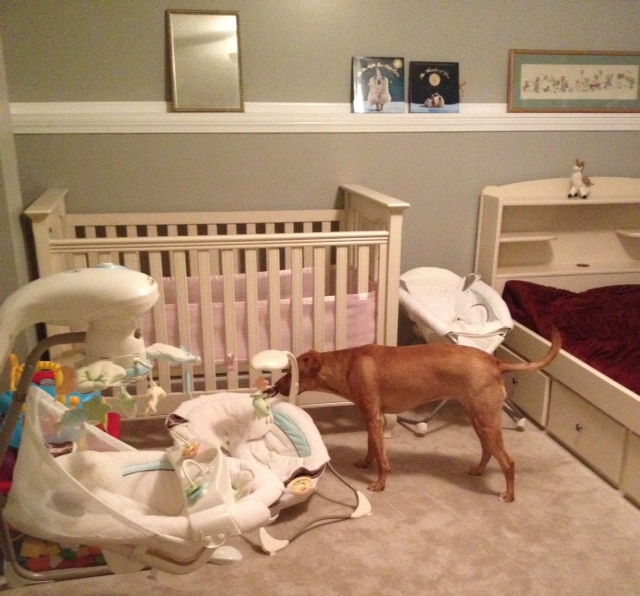 Harley entertaining herself with baby toys